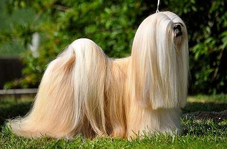Multi BIS, Multi BIS Junior, Multi BIG, C.I.B., Champion of Amerika, Croatia, Czech Republic, Hungary, Luxembourg, Poland, Serbia, Slovakia, Romania, Ukraine, Grand Champion CZ, SK, RO Orlane´s All Too Easy